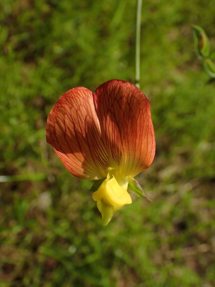 Lathyrus bulbosus